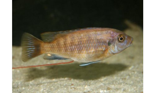 Petrotilapia small blue Nkhata Bay